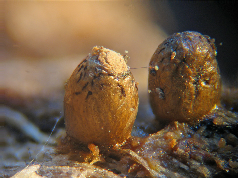 Ovetti... - Lycogala conicum